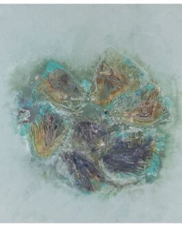 023 – Metamorfosi di farfalla